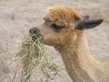 Ella eating yummy hay